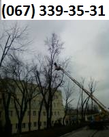 обрезка деревьев весь Киев. 067 339 35 31