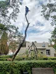 Спил дерева, покос травы , расчистка участков вывоз мусора