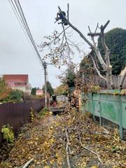 Спил дерева, демонтаж работы, земляные Одесса